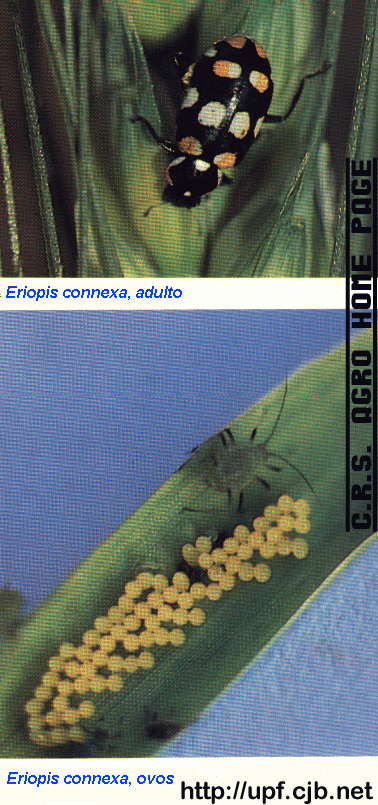 eri.gif (285337 bytes)